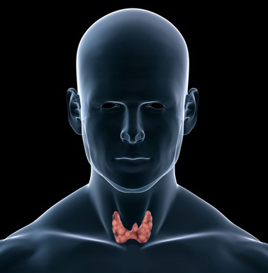 Normal Thyroid